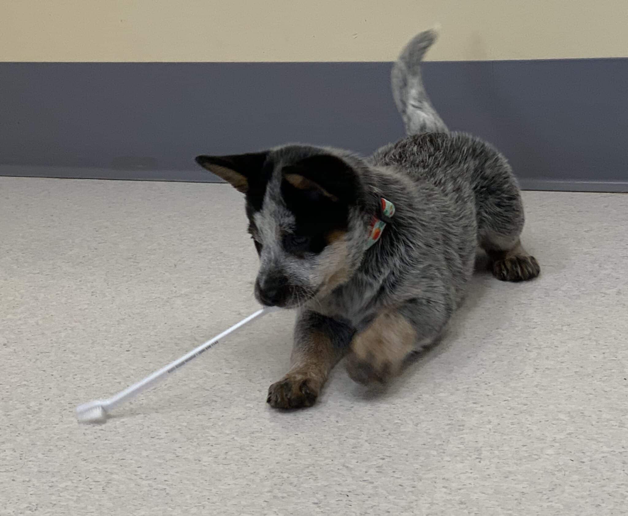Home Hollis Animal Clinic Home Hollis Animal Clinic